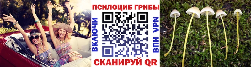 Псилоцибиновые грибы Magic Shrooms  Купить закладки  Новозыбков 